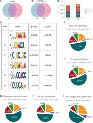 The m6A RNA Modification Modulates Gene Expression and Fibrosis-Related Pathways in Hypertrophic Scar